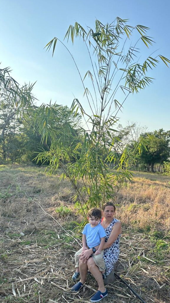 Carbono con raíces familiares: cómo el bambú devuelve vida a la tierra