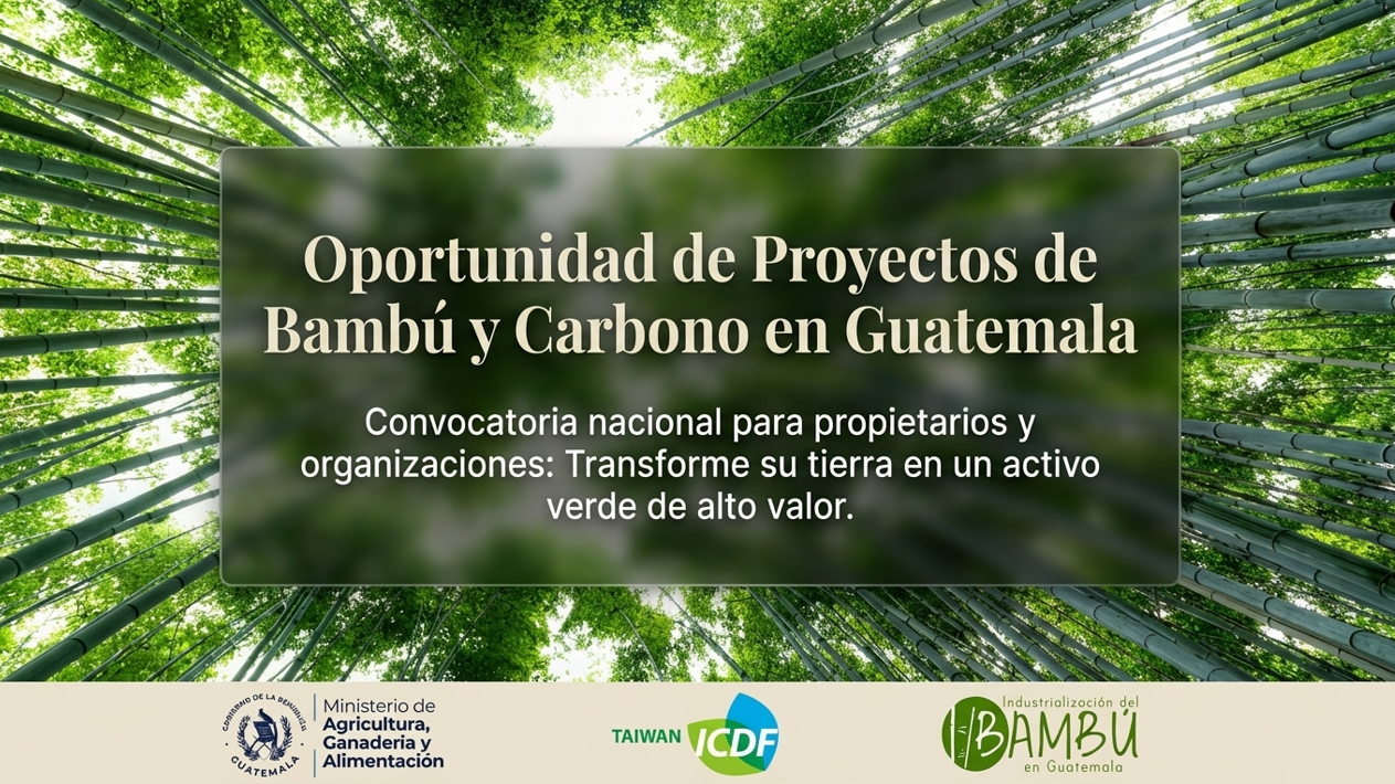 Proyectos de bambú y carbono en Guatemala impulsados por la alianza Guatemala–Taiwán para el desarrollo sostenible